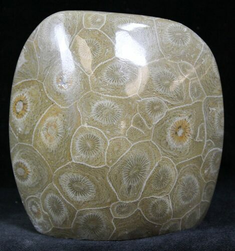Polished Fossil Coral - Morocco #25714